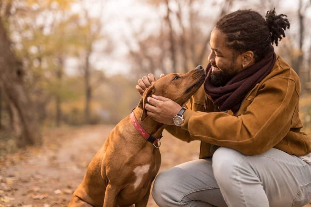 The Ways Dog Exhibit Their Affection for You and Tricks to Build That Bond