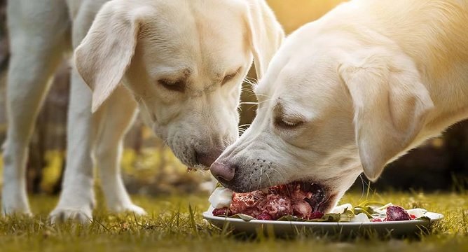 The Benefits of Natural Dog Food: What You Need to Know