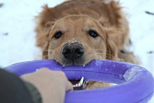 The Ultimate Guide to Dog Accessories: From Collars to Toys