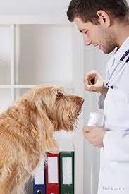 How Long Does It Take for Anti-Inflammatory Drugs to Work in Dogs?