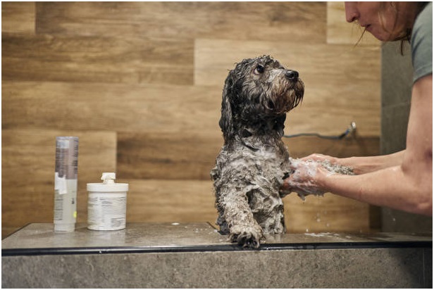 Best Shampoo to Wash