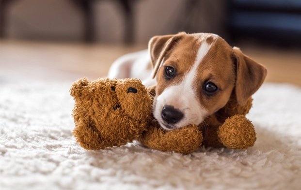 From Baby Teeth to Big Smiles: The Puppy Teething Timeline