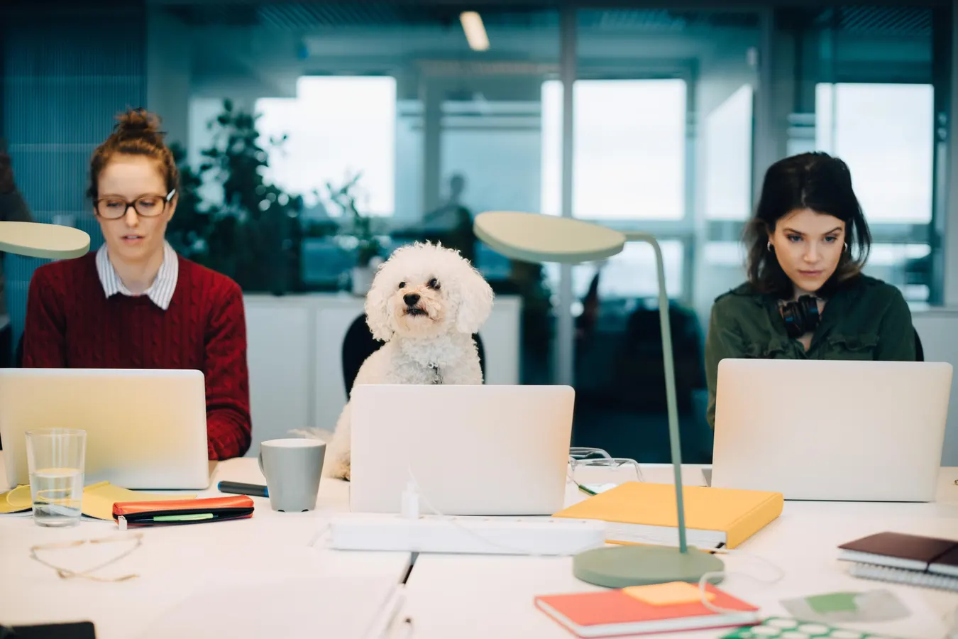 Balancing Work and Play: Creating a Dog-Friendly Home Office