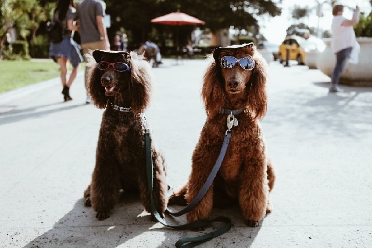 The Top Pet Fashion Trends for Summer