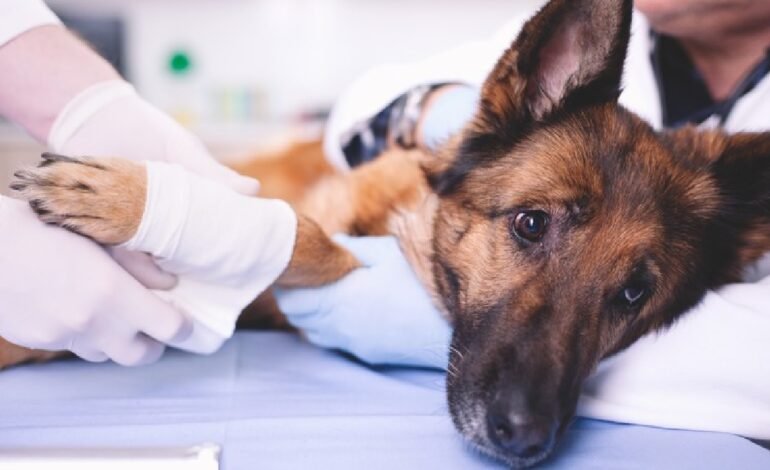 Becoming a Guardian Angel: Your Journey into Pet CPR and First Aid Mastery
