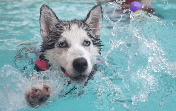Dogs Cool in Summer