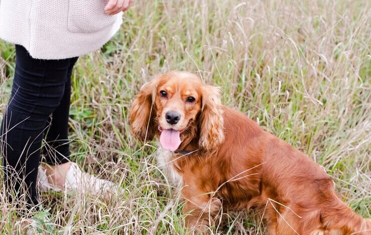 Socialization Training for Golden Retriever Puppies