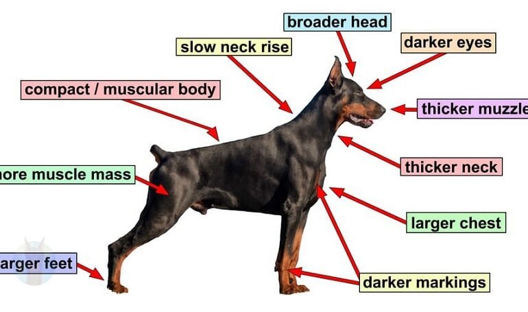 5 Key Traits That Make Dobermans Unique