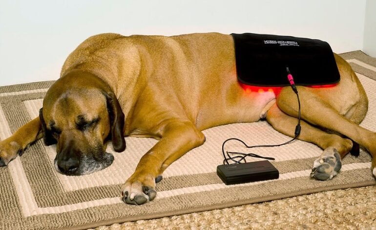 Red Light Therapy for Dogs