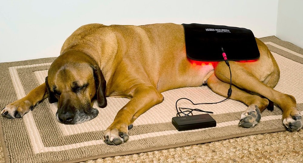 Red Light Therapy for Dogs