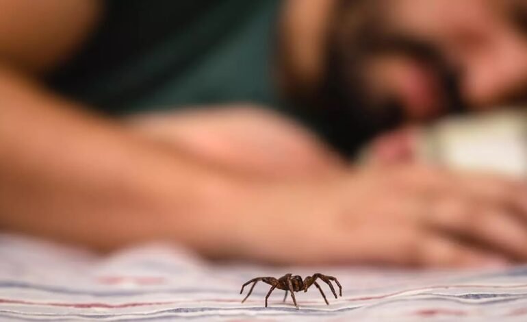 How Spider Control Helps Your Home