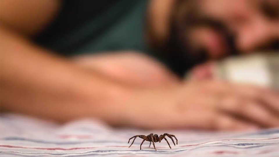 How Spider Control Helps Your Home