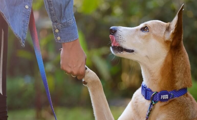How Social Games Like Spree Help Pet Owners De-Stress After a Busy Day