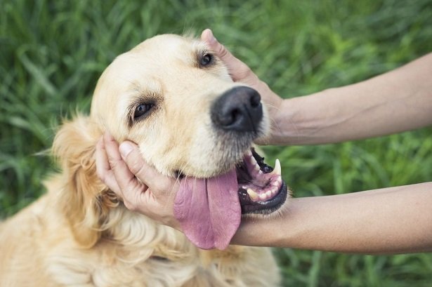 Caring for Your Well-Being While Caring for Your Furry Friends: A Guide to Cancer Awareness