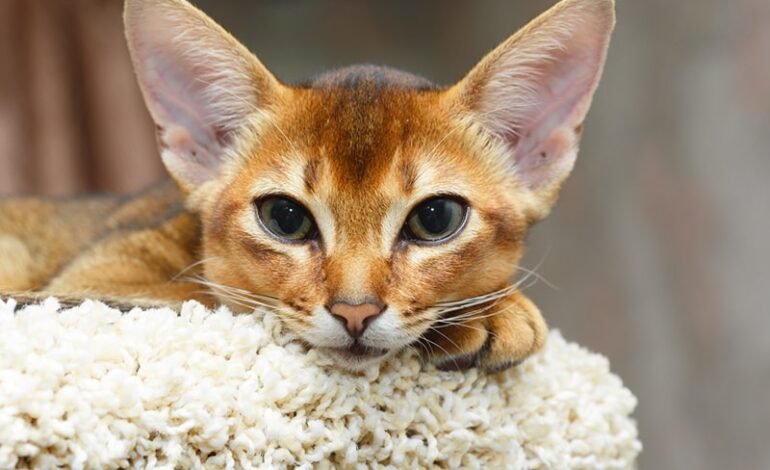 cat care on home