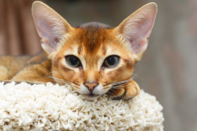 How to Care for Your Abyssinian Cat