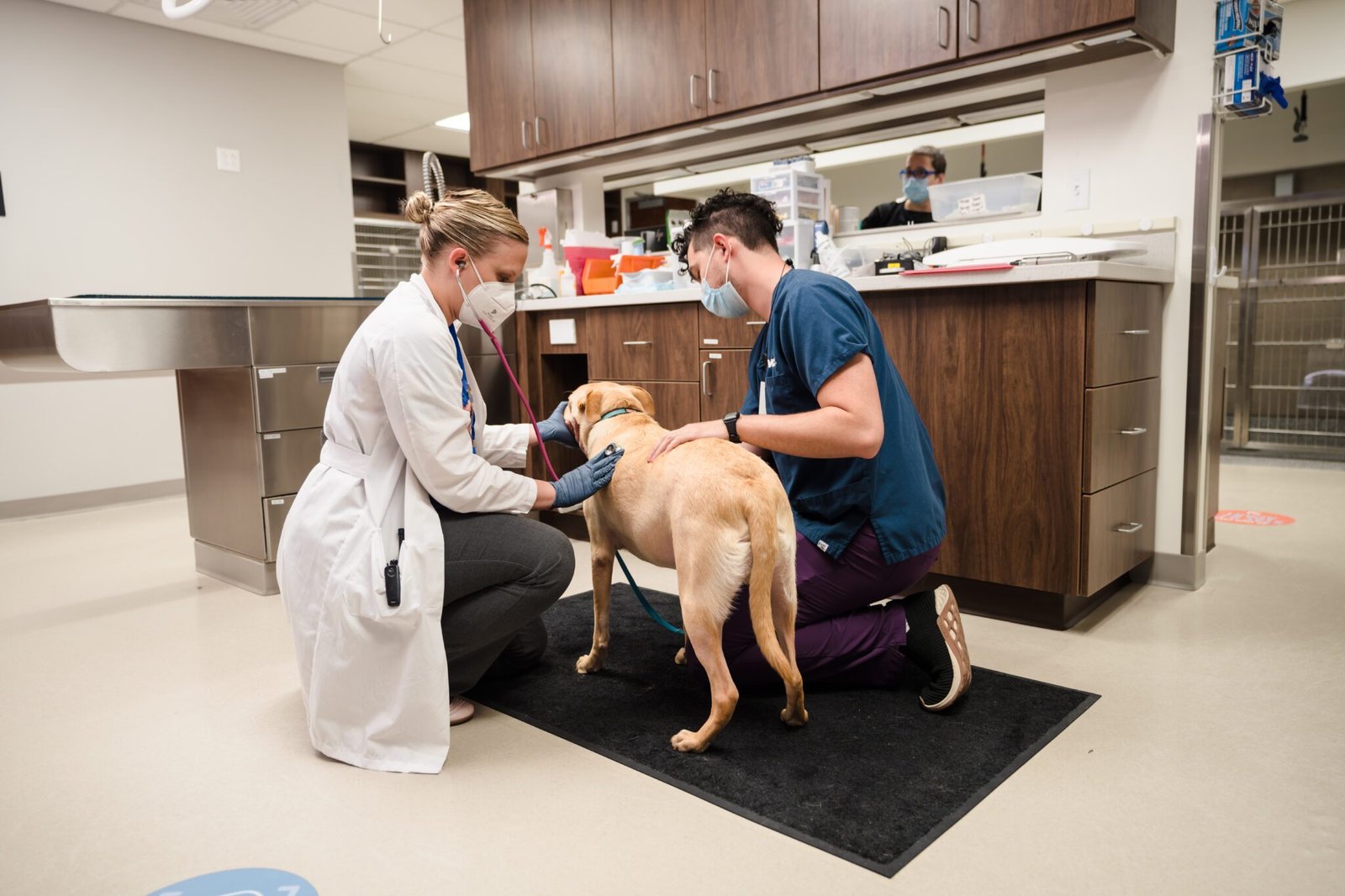 Paving the Path to a Thriving Veterinary Clinic