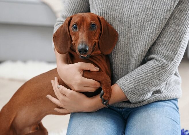 Breeds Prone to IVDD & Back Problems: What Dog Owners Need to Know