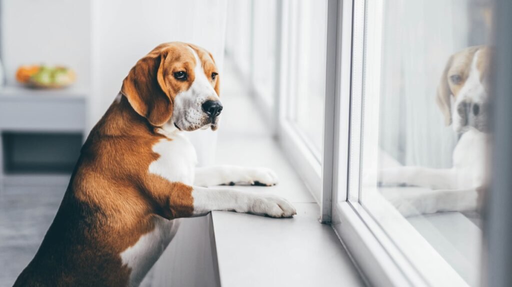 How to Make Leaving Your Dog Less Stressful