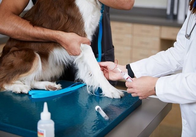 The Rise of Personalized Veterinary Care: A New Era in Animal Health and Wellness