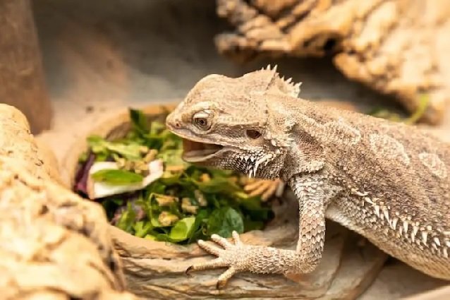 Variety in Bearded Dragon Diets: How Important Is It?