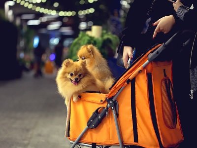 How a Pet Stroller Can Enhance Your Outdoor Adventures with Your Pet