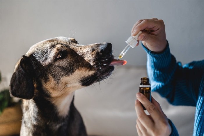 CBD Safety for Dogs: Gain insights into the safety considerations when using CBD for dogs