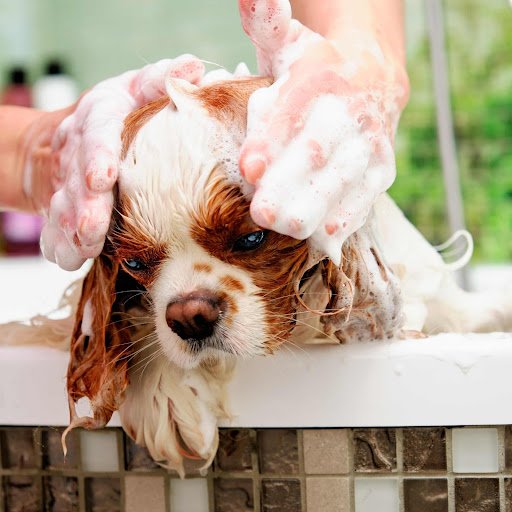 Unleashing the Benefits of Dog Conditioners: Nurturing Healthy and Soft Coats