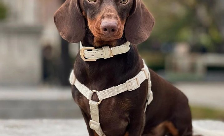 The Ultimate Guide to Dog Accessories: From Collars to Toys