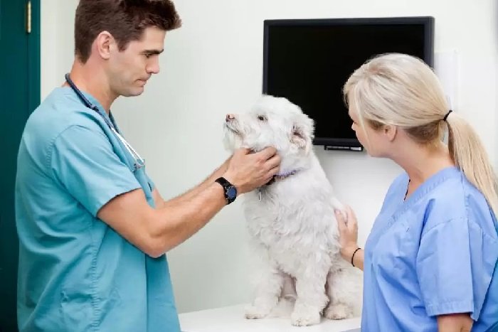The Essential Guide to Deciding Whether to Spay or Neuter Your Dog