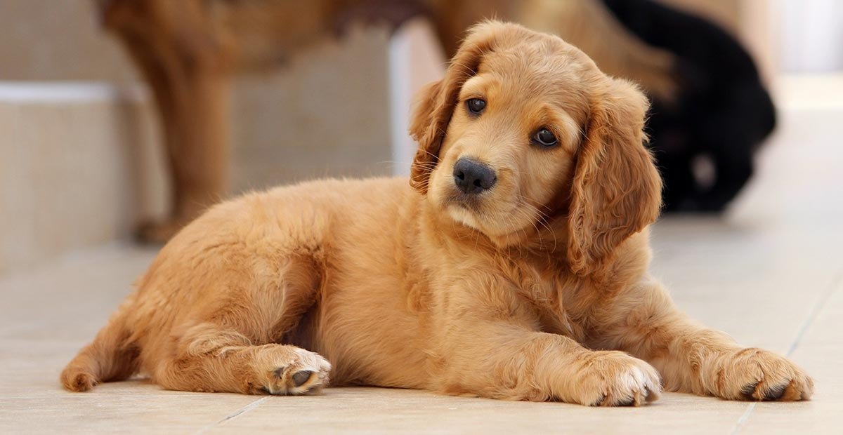 Finding the Perfect Pup for Your Household