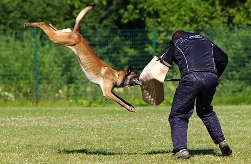 Home Protection Strategies with Trained Belgian Malinois