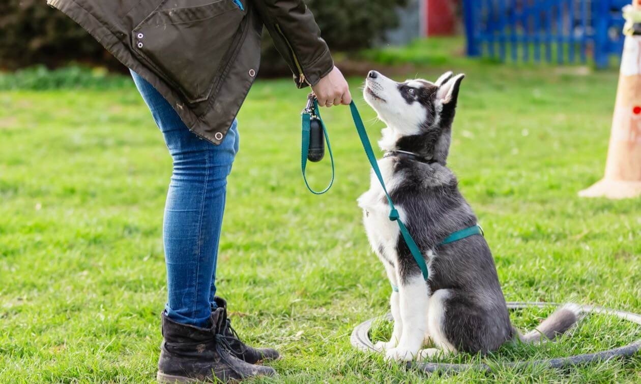 Dog Training Center | Tips for Finding a Trainer