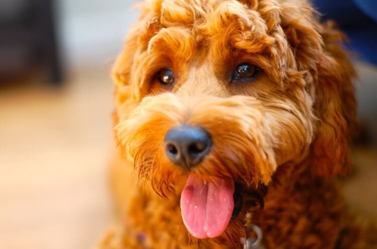 The Ultimate Guide to Goldendoodle Puppies: Breeds, Care, and Training Tips