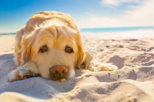 10 Top Summer Safety Tips for Dogs
