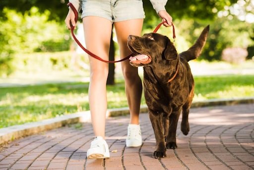 Bouncing with Joy: Discover the Benefits of Using a Bungee Leash on Your Dog Walks