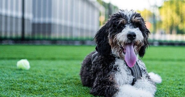 Fluffy companions: Unveiling the playful personalities of Bernedoodles