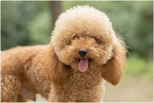 Your Poodle Puppy for a Groom