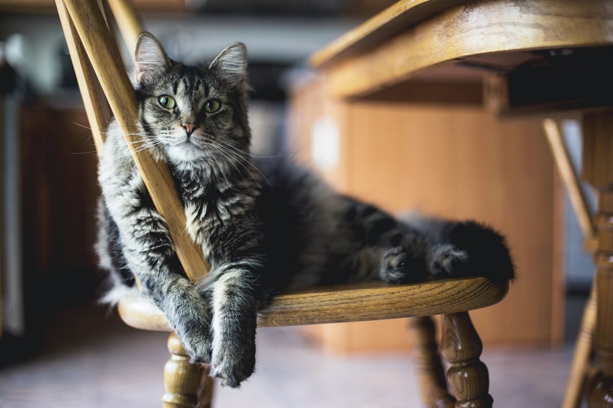 How to Choose the Best Cat Boarding Services for Your Feline Friend