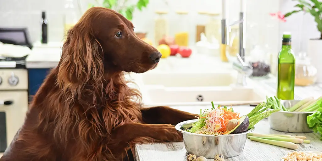 Dog Food Additives Demystified: A Comprehensive Guide for Pet Parents
