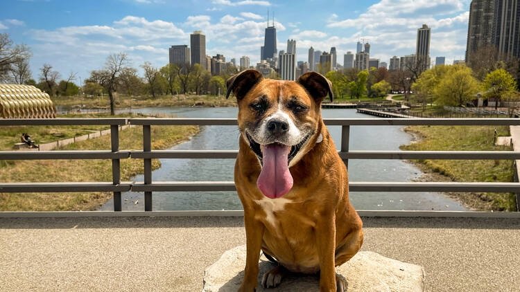 Top Dog-friendly Places in the US