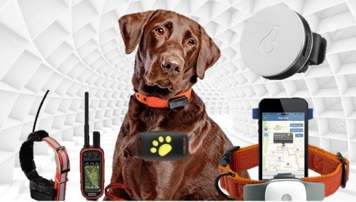 Choosing the Right GPS Collar for Your Dog