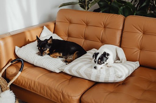 The Pack Mentality: How to Manage a Multi-Dog Household