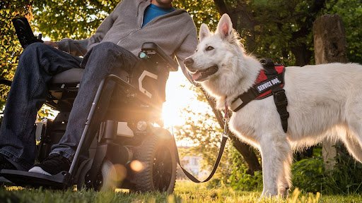How Much Is a Service Dog? What You Need to Know About Service Dog Costs 