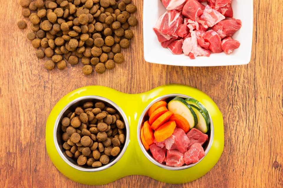 High Healthy Proteins for Your Dog: 7 Best Sources of Protein for Man’s Best Friend