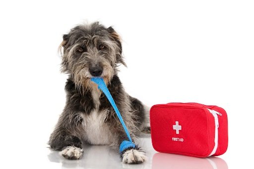 The Essential Items Every Pet First Aid Box Should Have