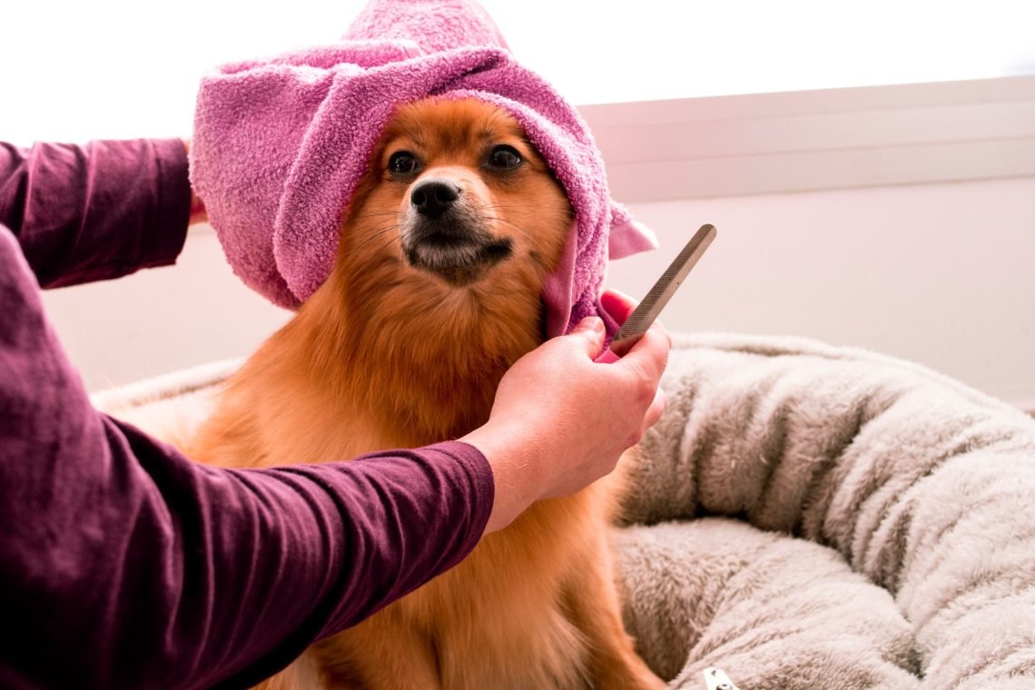 Pampering Your Furry Friend with the Perks of Identity Links: Your Guide to Promotional Pet Products