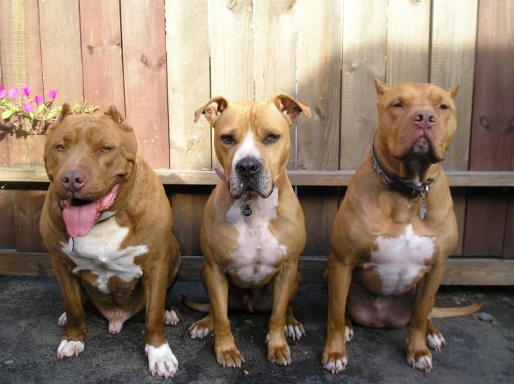 Pitbull Perfection: Navigating the Ultimate Resource for Breed-Specific Care and Information