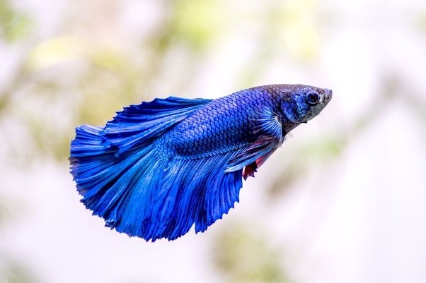 The Ultimate Guide to Betta Fish Care: Tips for Happy and Healthy Bettas