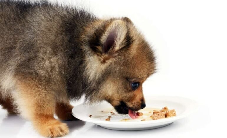 How to Choose the Best Treats for Dogs: Safe and Tasty Choices